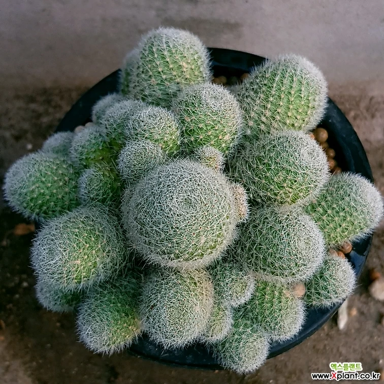 Rebutia minuscula K. Sch. 0151 Cactus - Xplant