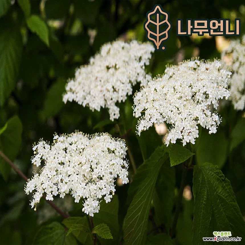 가막살나무 키150cm분묘 블루머핀 6치화분 나무언니 : 꽃나무 묘목 - 엑스플랜트 가막살나무 키150Cm분묘 블루머핀 6치화분 나무언니 : 꽃나무 묘목 - 엑스플랜트