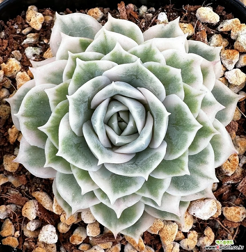 時間指定不可】 ミニマx x Echeveria 'Champagne' econet.bi