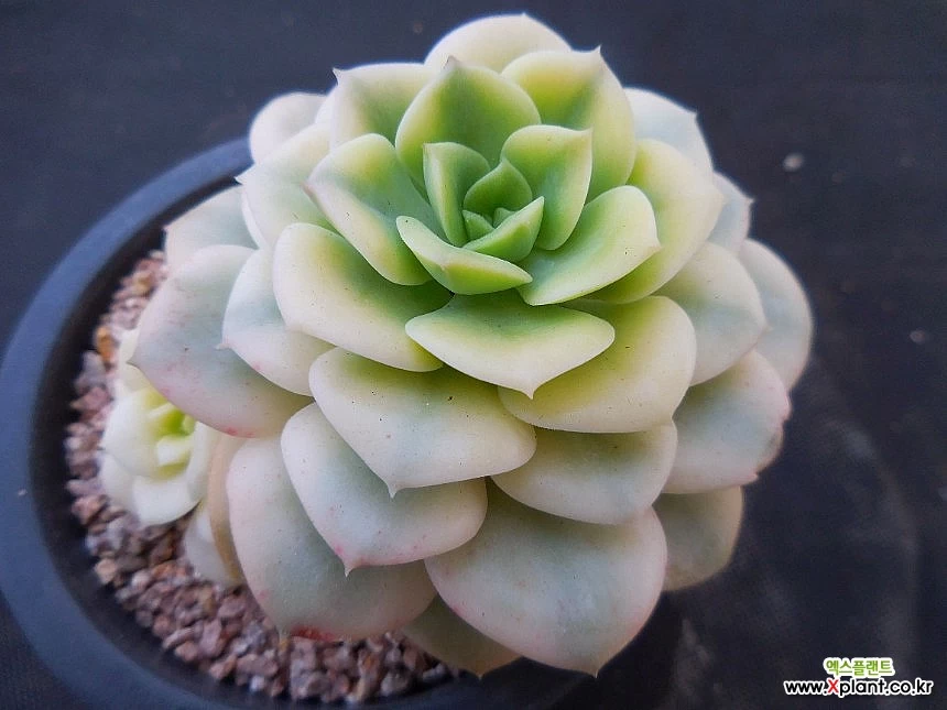 多肉植物 ❁︎ペンタンドラム錦 抜き苗 - 植物/観葉植物