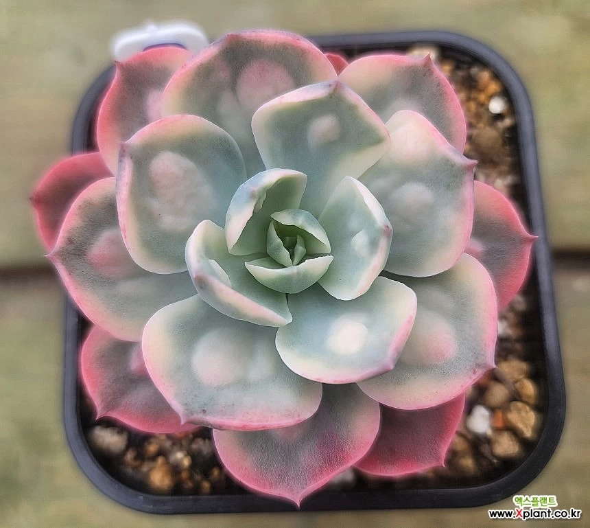 Echeveria Raindrops 980213 Variegated - Xplant