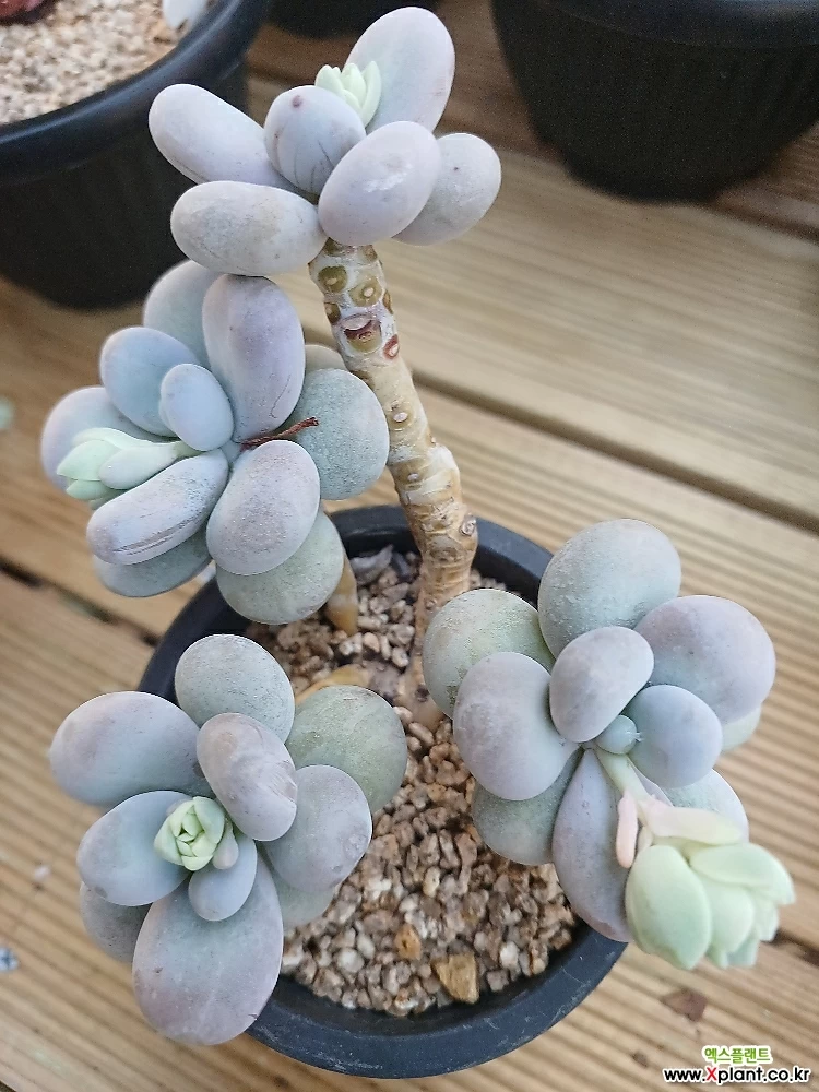 多肉植物^o^ 葉挿し赤ちゃん　ムーンストーン2コセット 紅葉多肉たち | 小さな多肉の成長日記