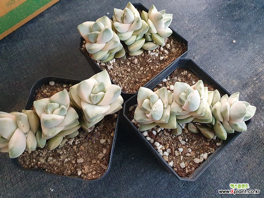 Crassula Moonglow3set 3set 多肉植物 - xplant