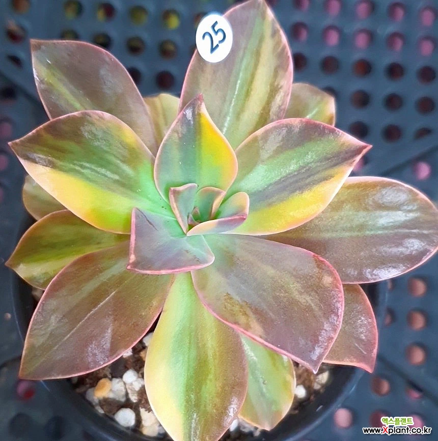 saatgut hokkaido BIO Krbis Samen (Hokkaido)