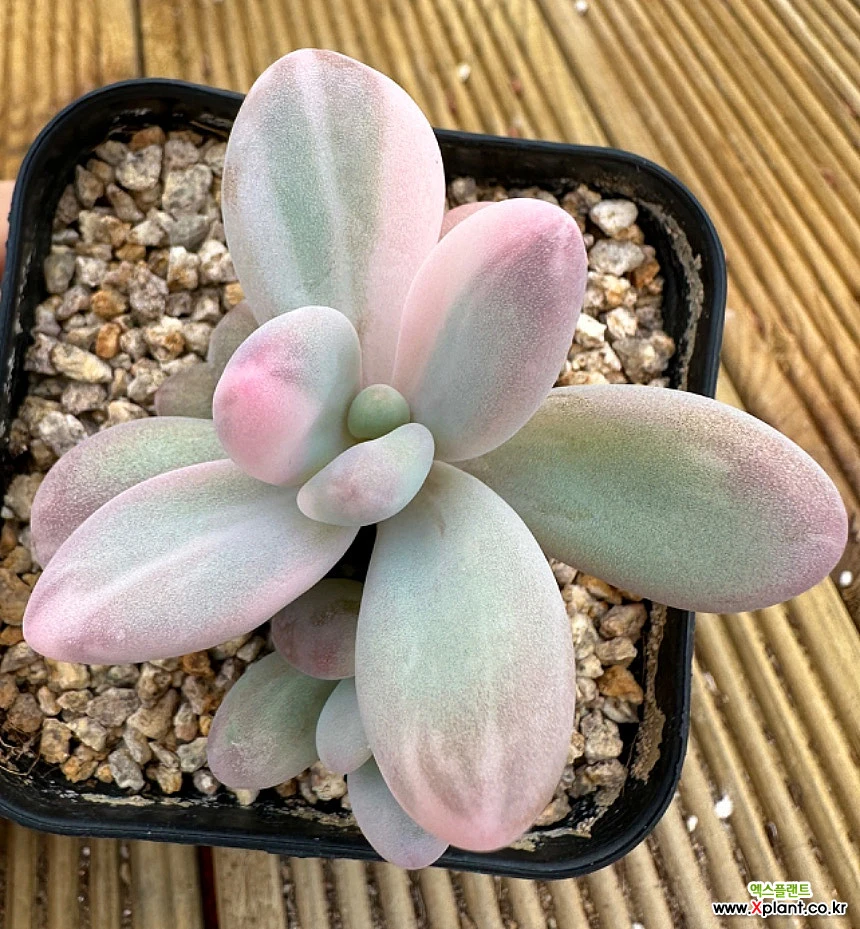 Graptopetalum amethystinum Variegated - Xplant