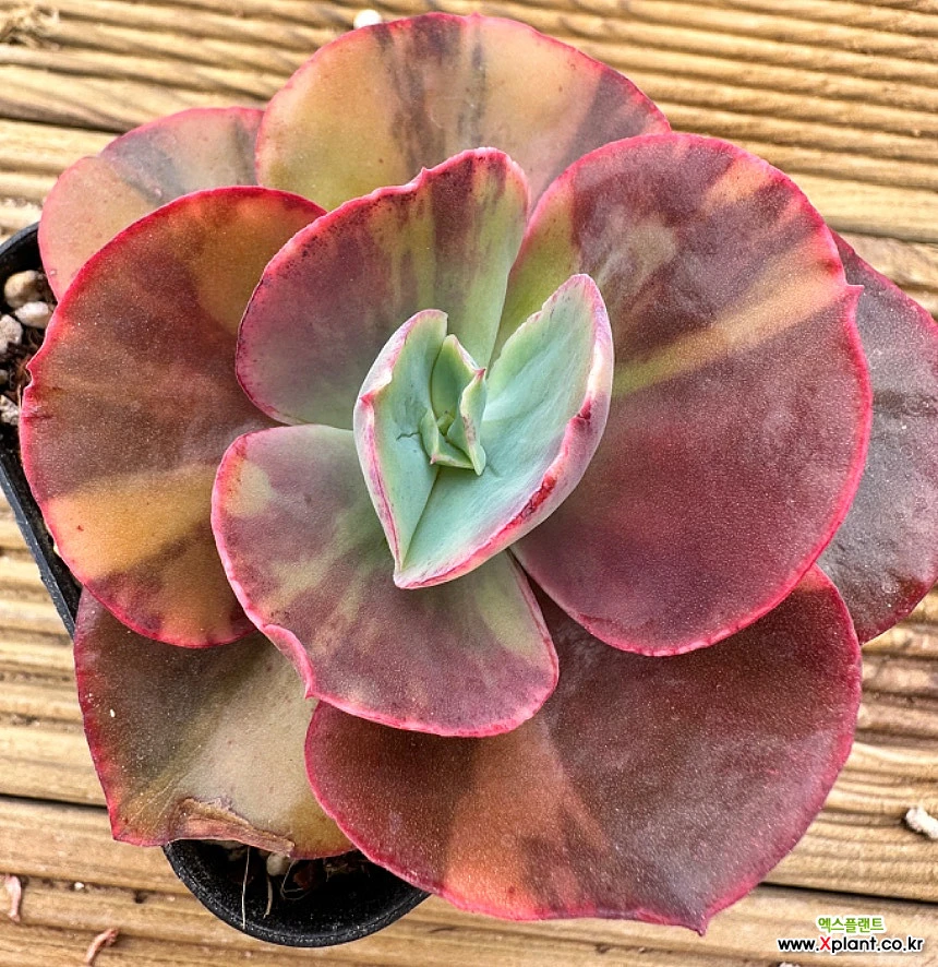 原始Echeveria Julia金 多肉植物 錦 - Xplant