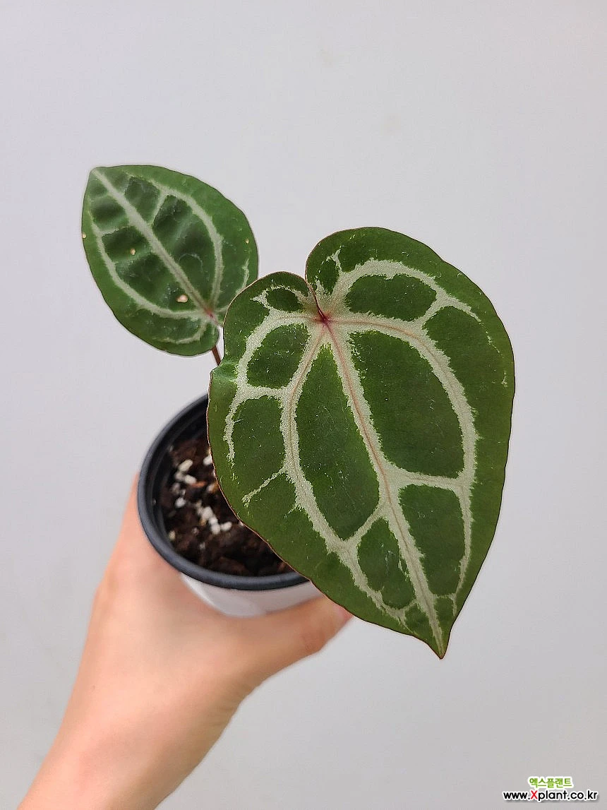 Anthurium Zara x Michelle x 