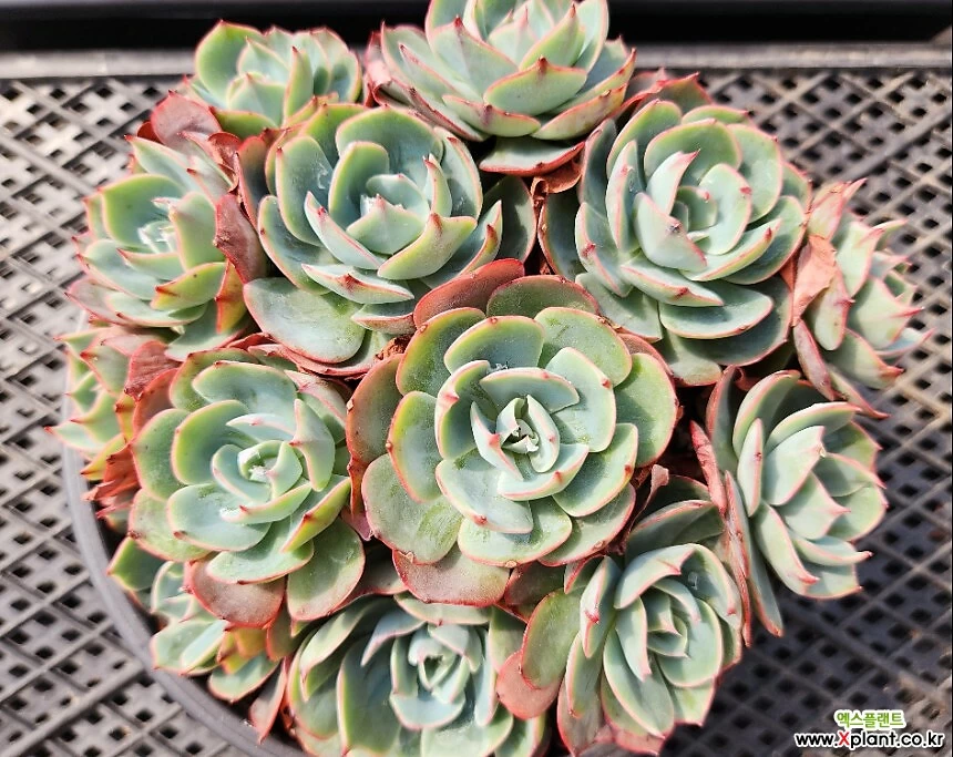 赤と緑の多肉植物*4 1180.阿米西达 1180. 多肉植物 - Xplant