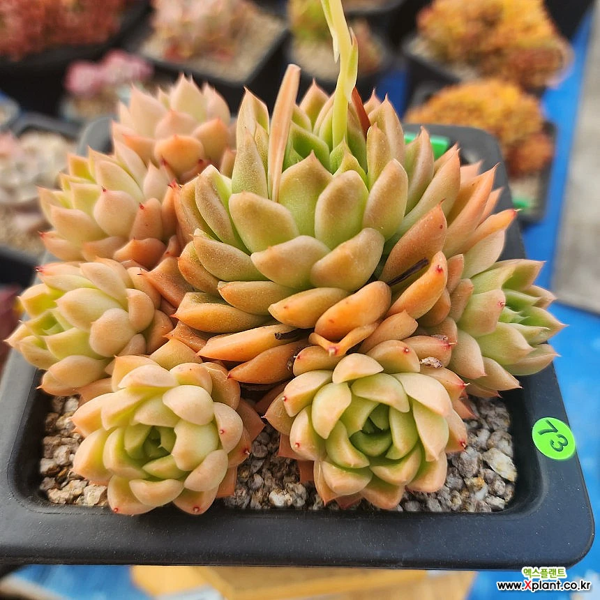 No.37✨ パープルスター❣️小さめ 希少 多肉植物 | monsterdog.com.br