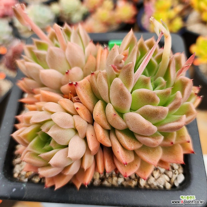 No.37✨ パープルスター❣️小さめ 希少 多肉植物 | monsterdog.com.br