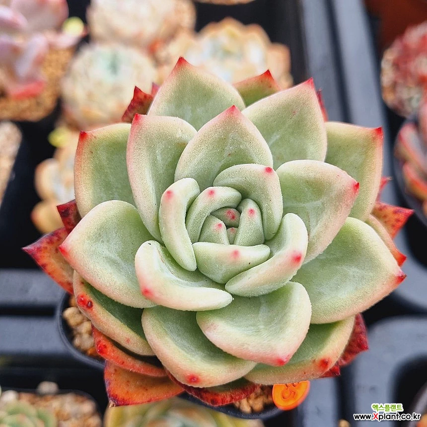 Echeveria White Champagne Succulents - Xplant