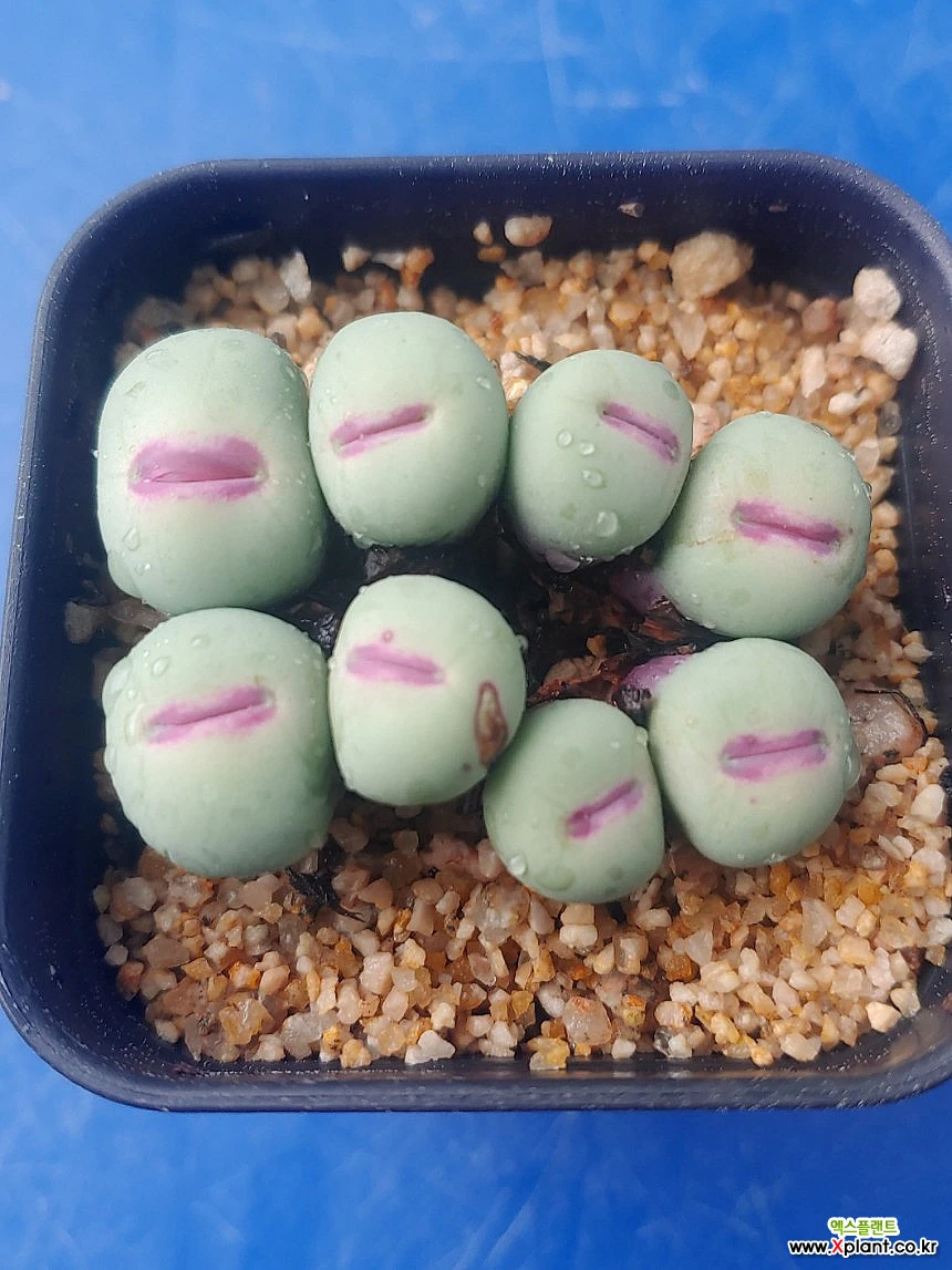 コノフィツム　pageae Bethen Conophytum pageae .4.29.1 Succulents - Xplant
