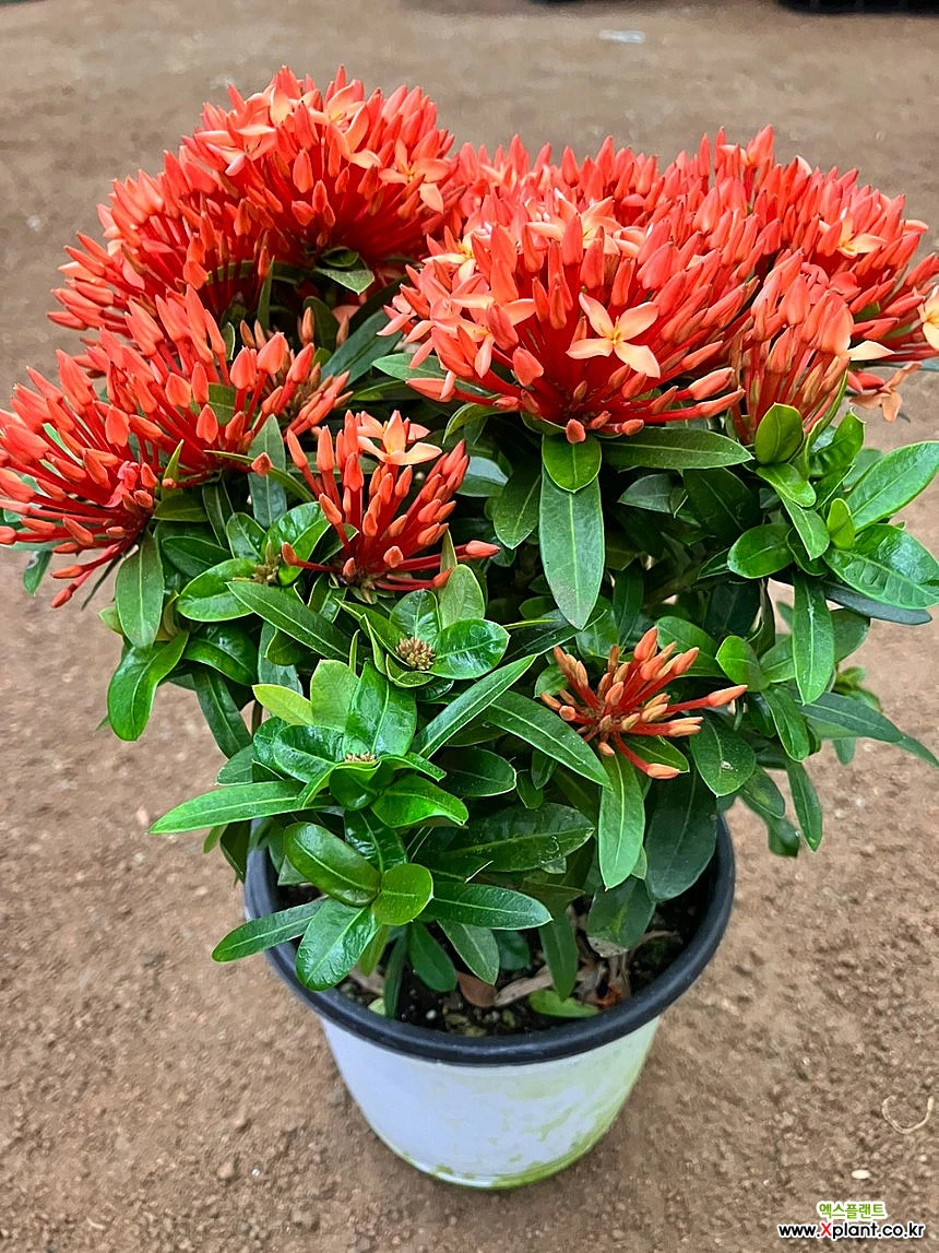 Ixora chinensis Lam. / Растение-Очиститель воздуха - Xplant