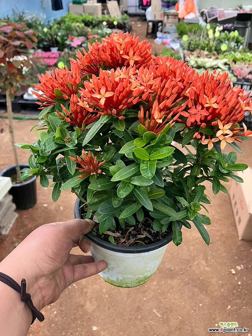 Ixora chinensis Lam. / Растение-Очиститель воздуха - Xplant