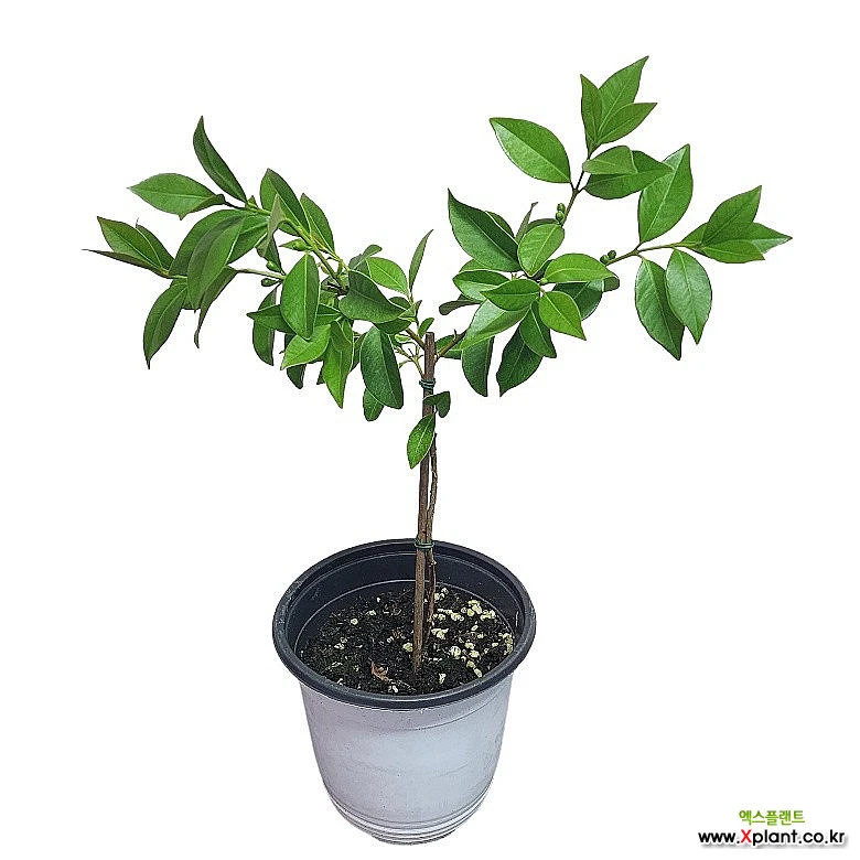 구아바나무 과실나무 무화과나무 과일나무 꽃피는식물 16 : 공기정화식물 - 엑스플랜트