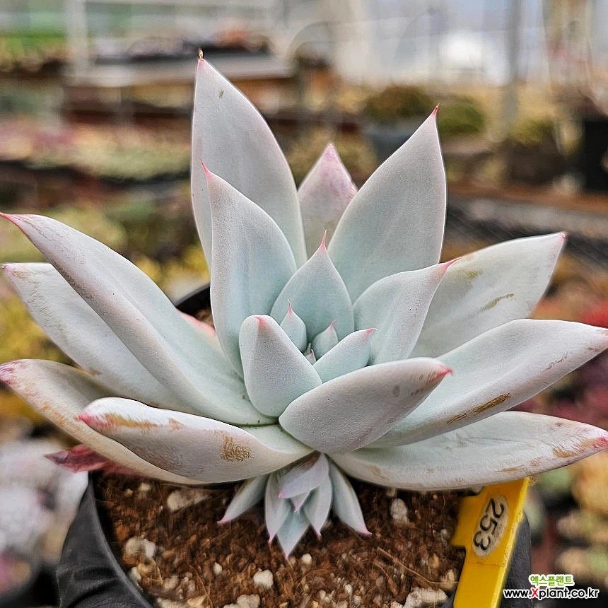 墨西哥巨人 多肉植物 - Xplant