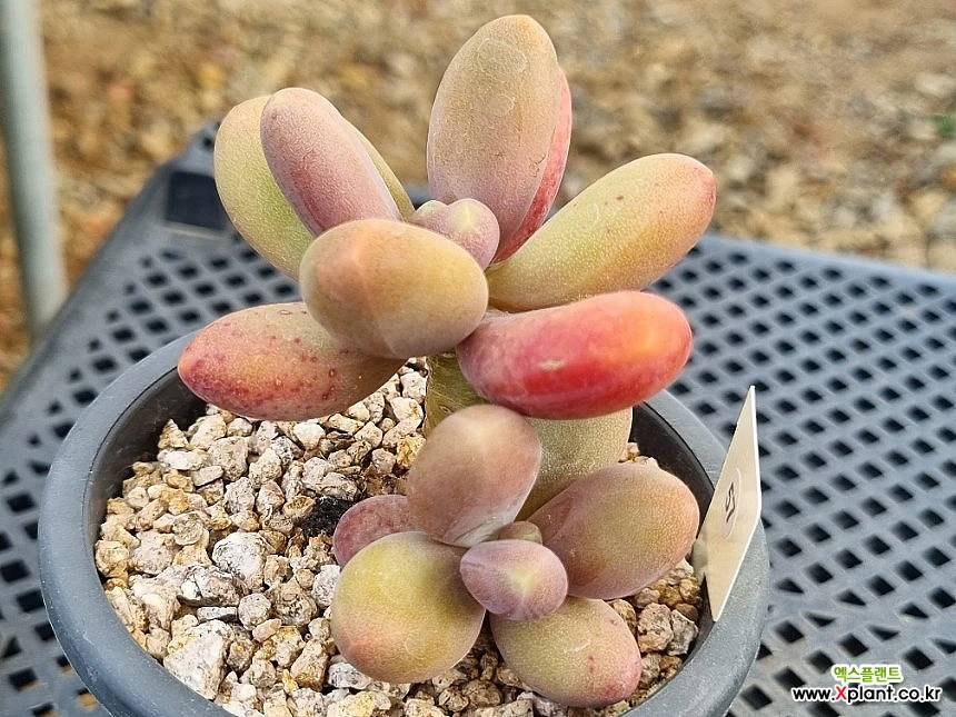 Pachyphytum Oviride 0512 Succulents - Xplant
