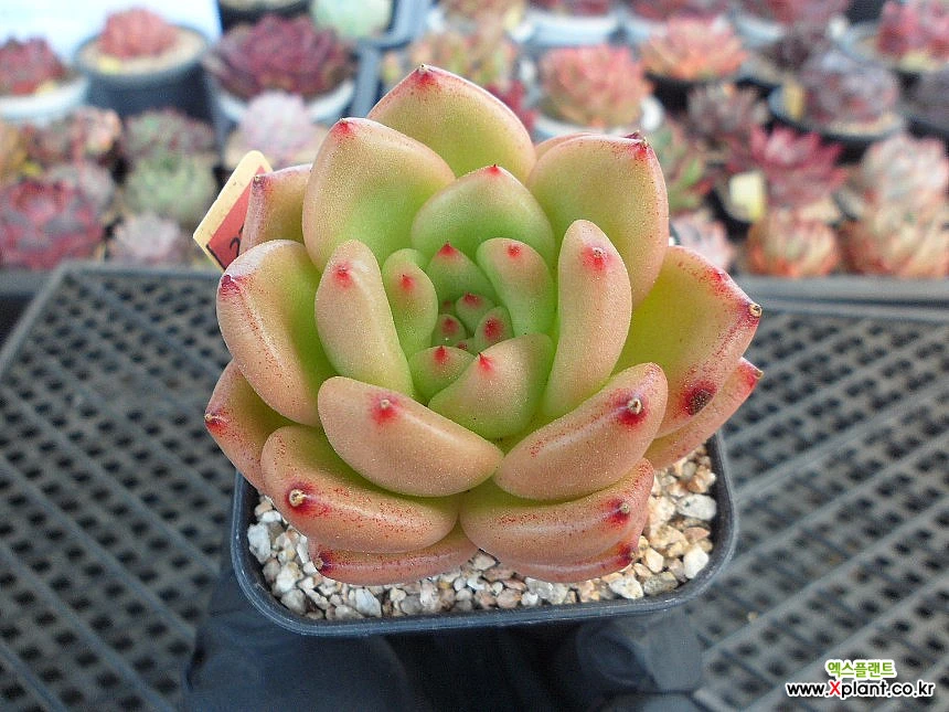 연화(yeonhwa)5-2731 Succulents - Xplant