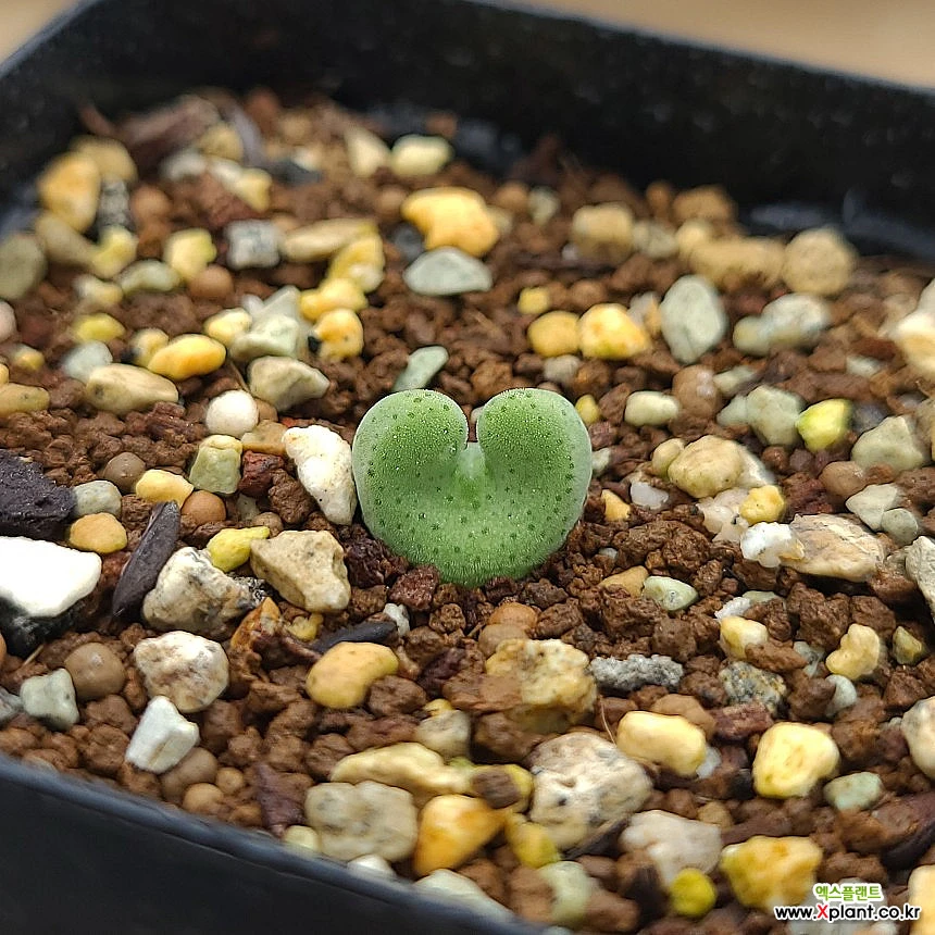 conophytum bilobum (EA272)빌로붐 : 코노피튬 - 엑스플랜트