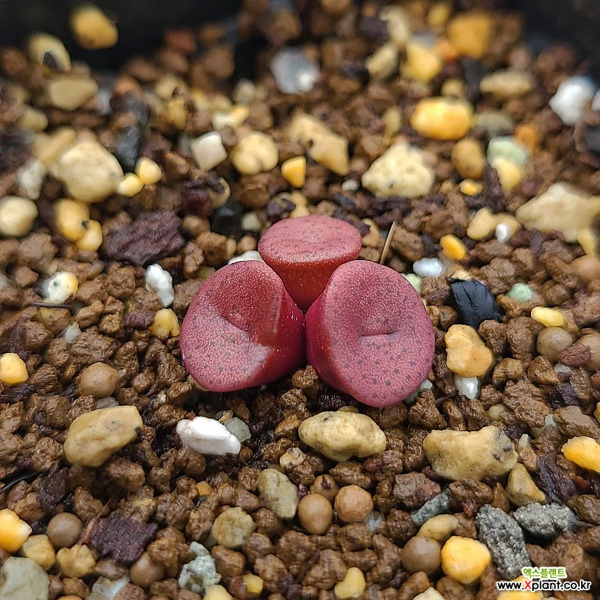 conophytum bachelorum(바케로럼) Conophytum - Xplant