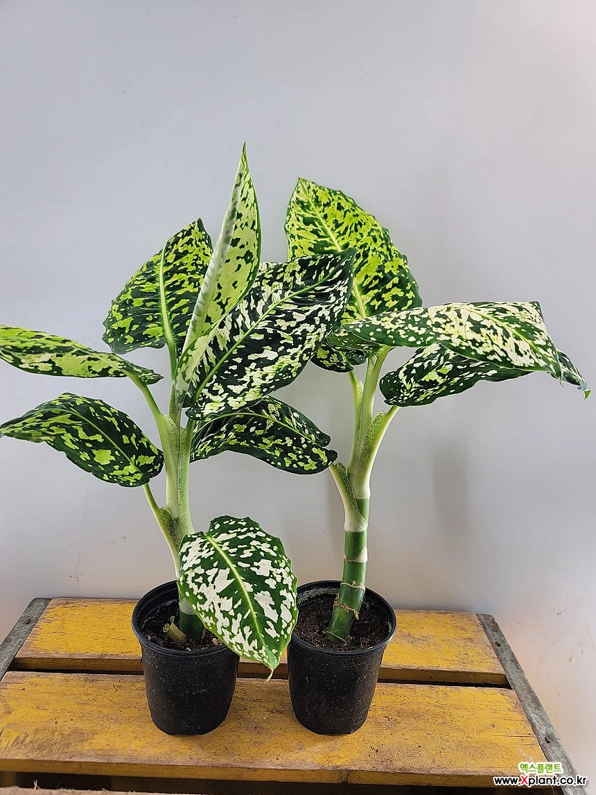 디펜바키아 리플렉타(외목대) 2개 묶음판매에요 : 공기정화식물 - 엑스플랜트