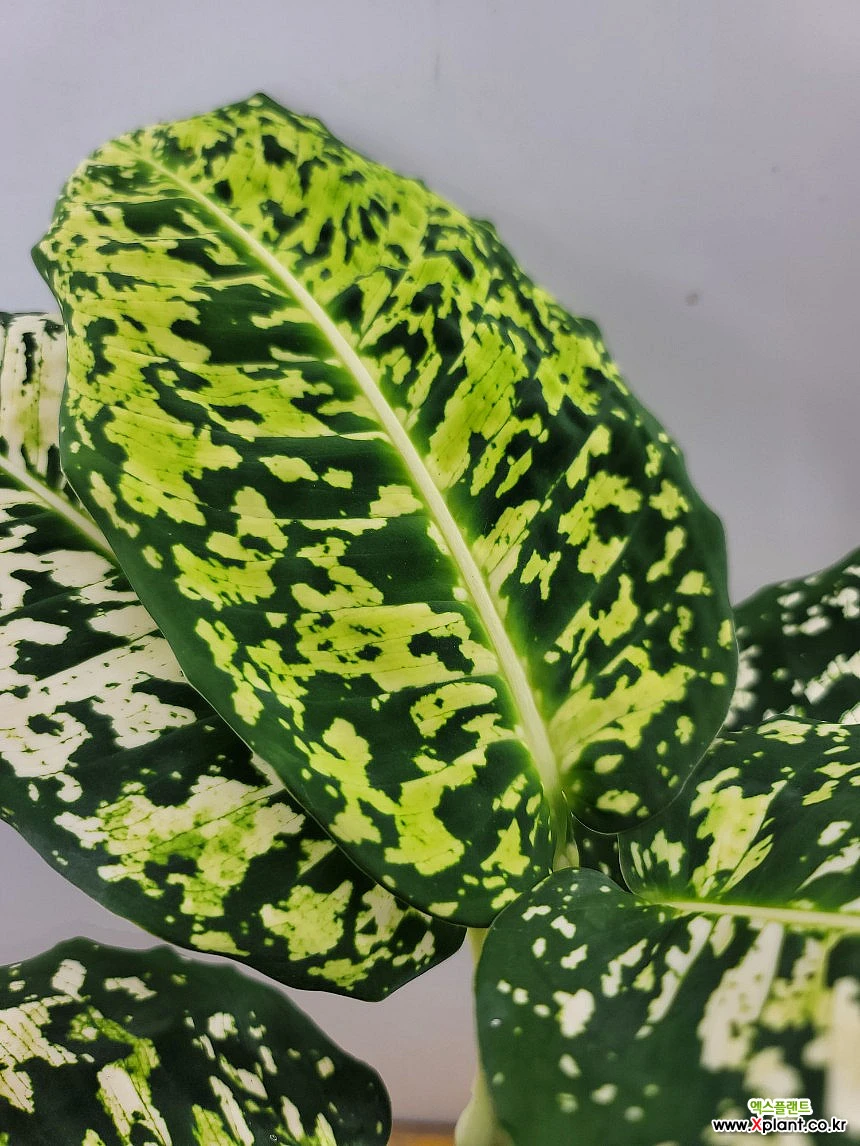 디펜바키아 리플렉타(외목대) 2개 묶음판매에요 : 공기정화식물 - 엑스플랜트