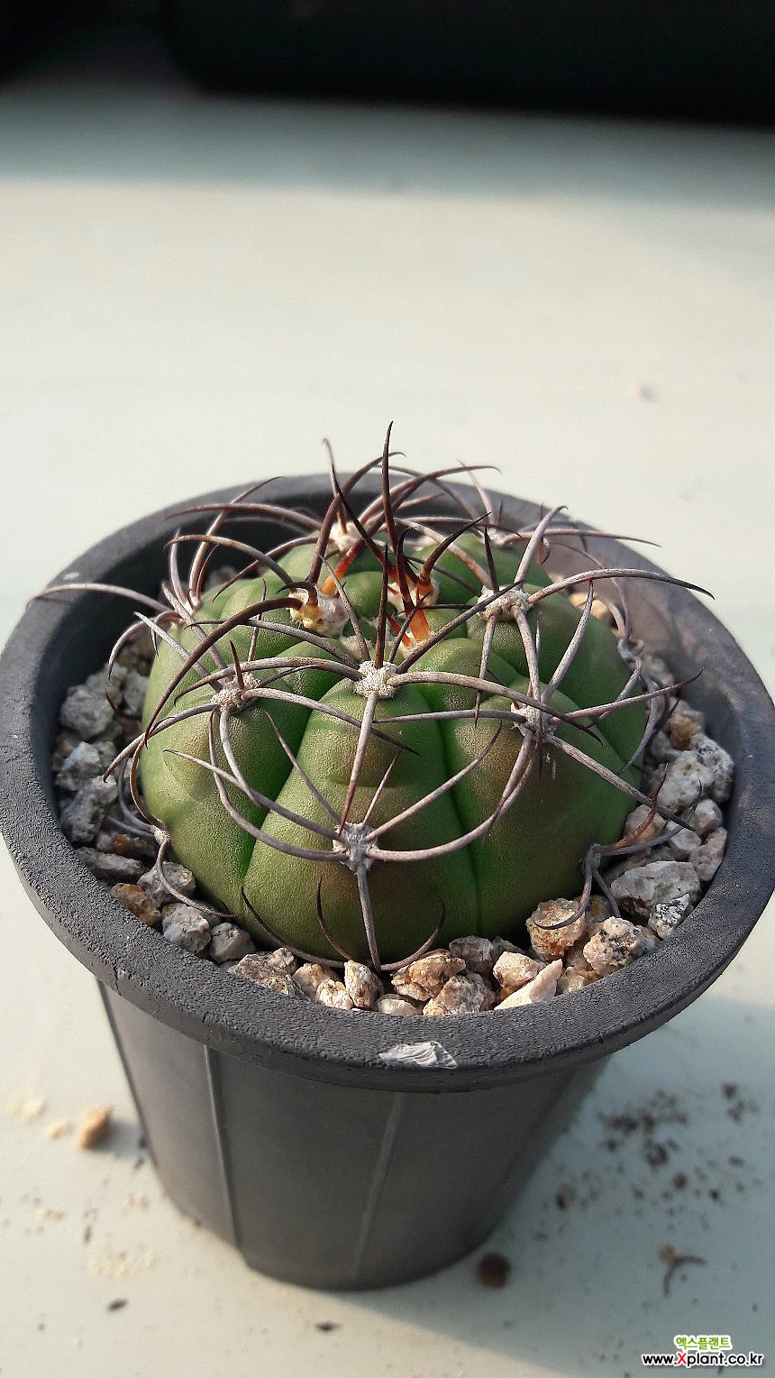 Gymnocalycium chiquitanum Cactus - Xplant