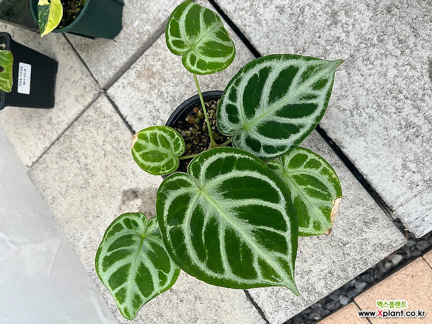 Anthurium dorayaki 1 観葉植物 - Xplant