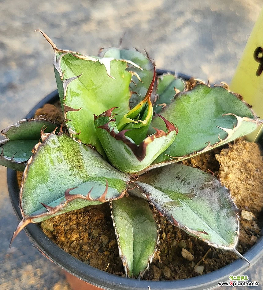 agave X US輸入仔株 検) titanota オテロイ アガベ パープソラム② agave X US輸入仔株 検) titanota オテロイ アガベ パープソラム②