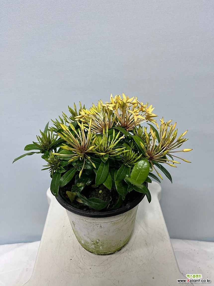 Ixora chinensis Lam. ,15cm, Растение-Очиститель воздуха - Xplant