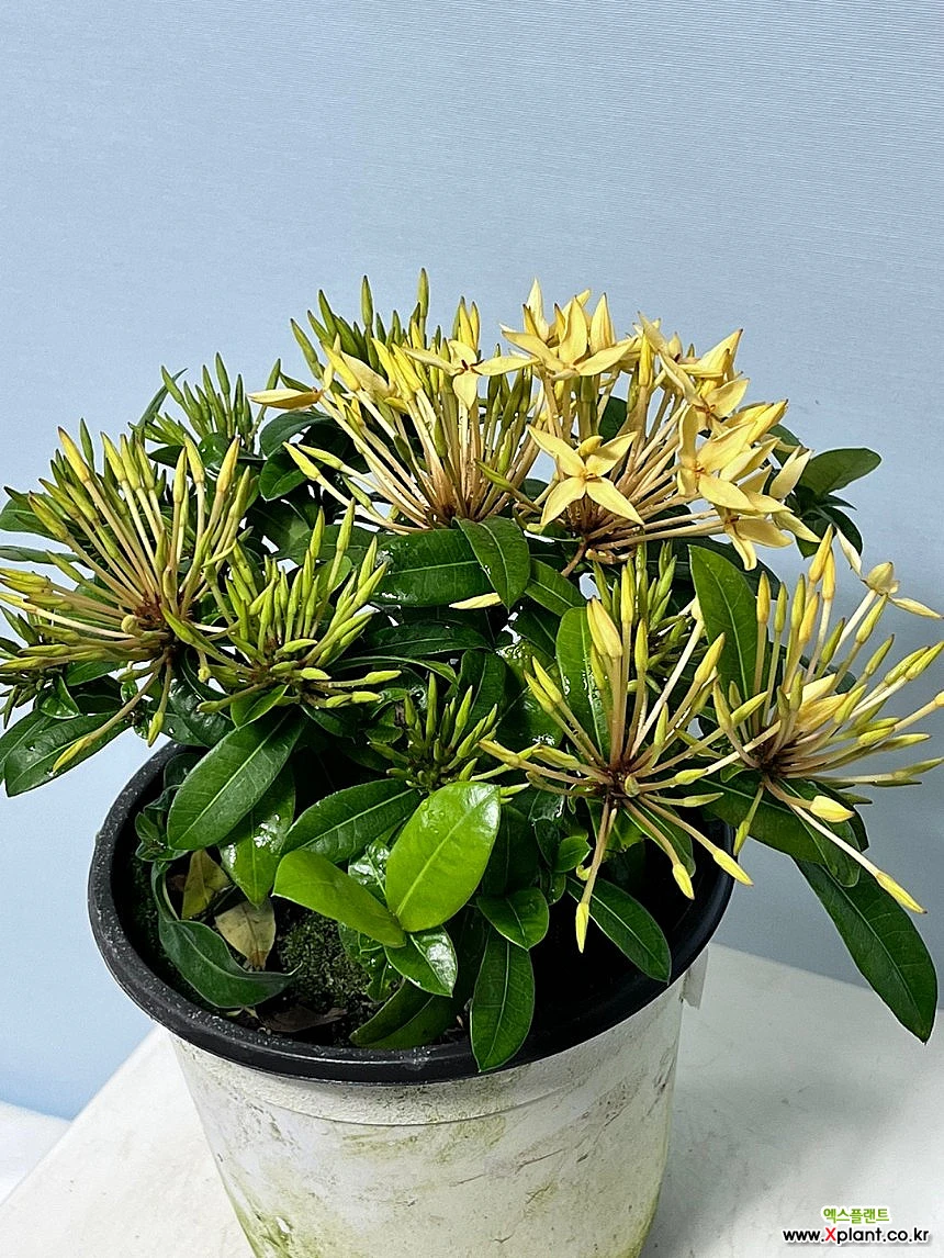 Ixora chinensis Lam. ,15cm, Растение-Очиститель воздуха - Xplant