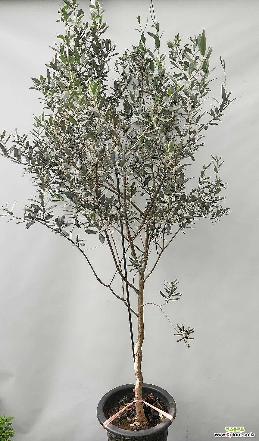 올리브나무 ( 감람나무 , 착불동일품 190-200cm ) : 공기정화식물 - 엑스플랜트