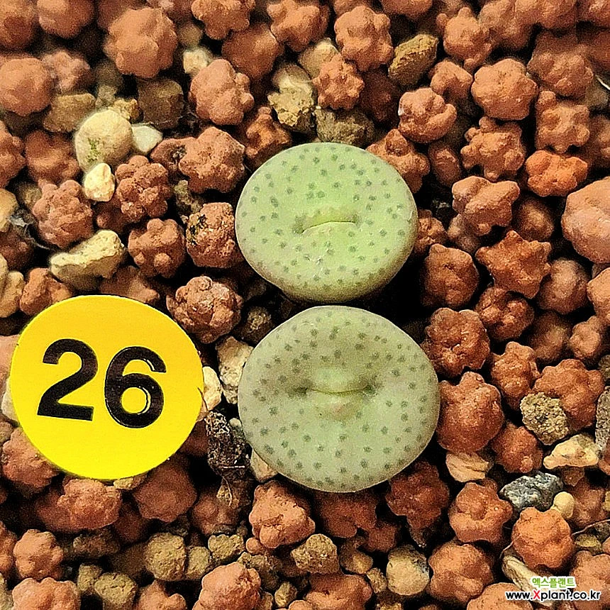 Conophytum stevens-jonesianum Conophytum - Xplant