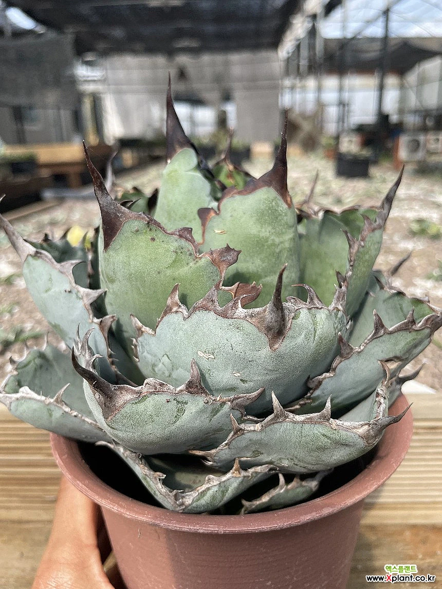 Agave titanota Black&Blue Agave titanota Black&Blue(blue