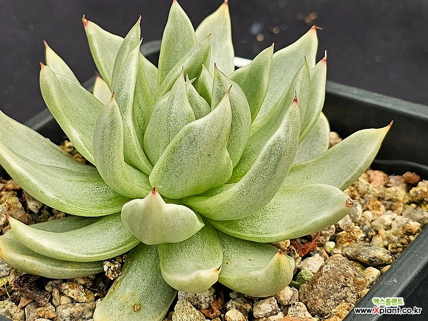 Echeveria Agavoides Saint Louis outlets Variegated - lll - Live Plant -Rare Succulent -Rooted