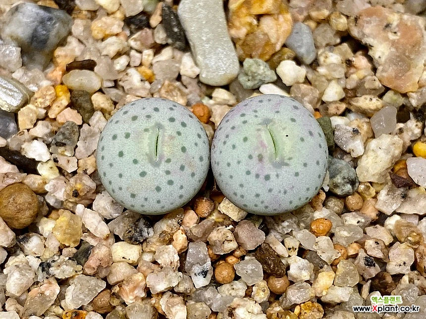 Conophytum stevens-jonesianum Conophytum Stevens-jonesianum-2
