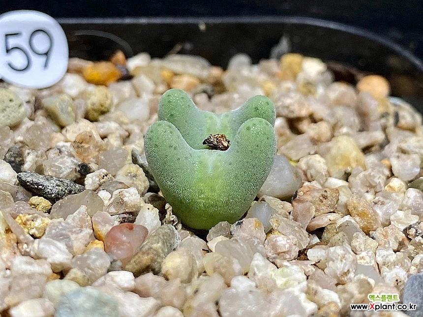 コノフィツム ビロバム EA272 (Conophytum bilobum, EA272) 2頭株