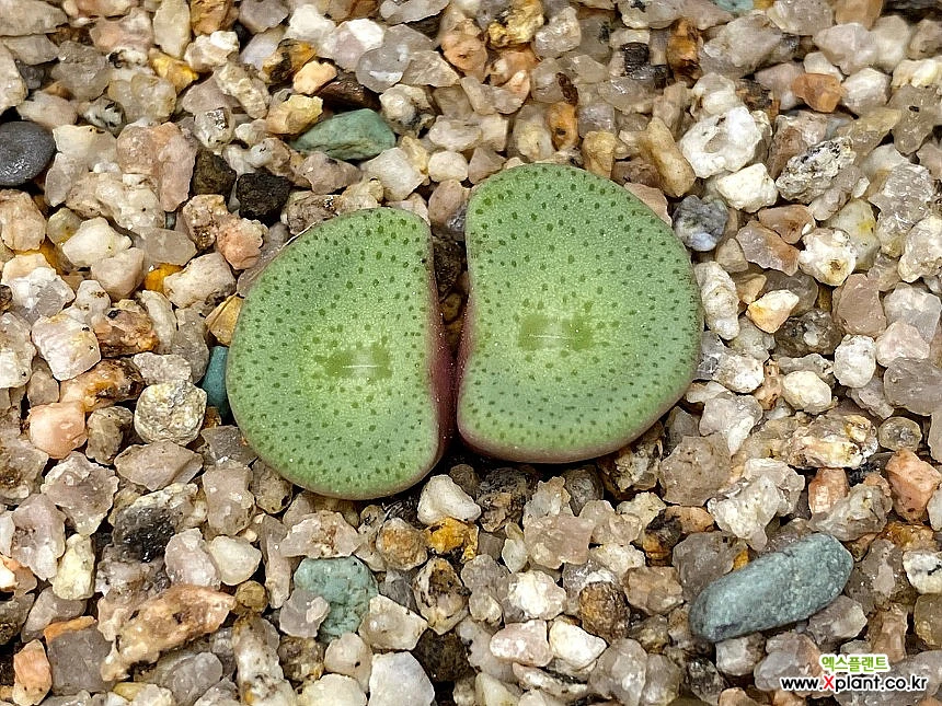 コノフィツム C.crateriforme 鉢ごと発送