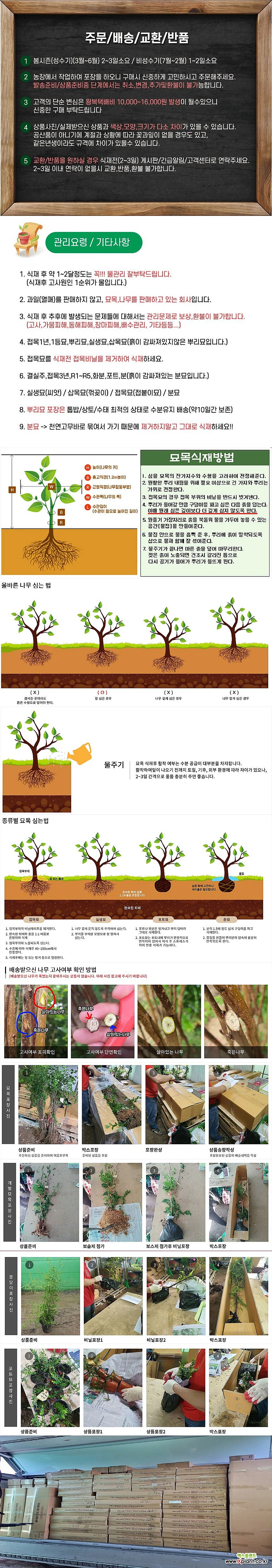 주목나무 실생3년 뿌리묘 : 조경나무 묘목 - 엑스플랜트