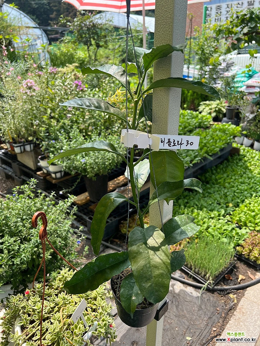 나무형호야 멀티플로라 꽃대 : 공기정화식물 - 엑스플랜트