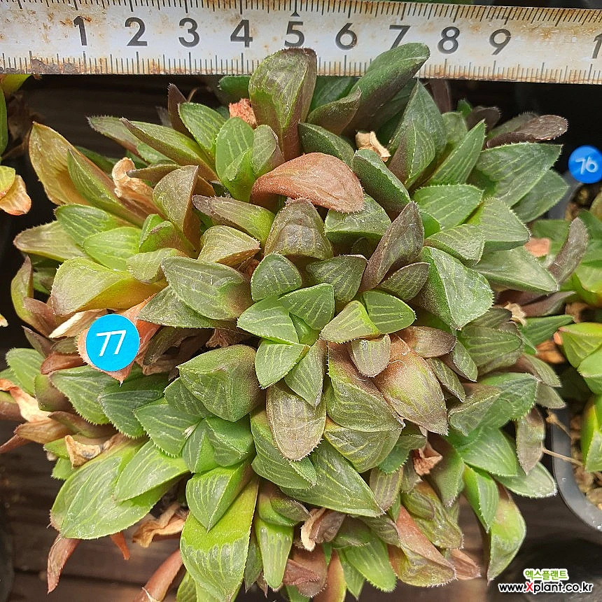 haworthia 77 . Haworthia - xplant