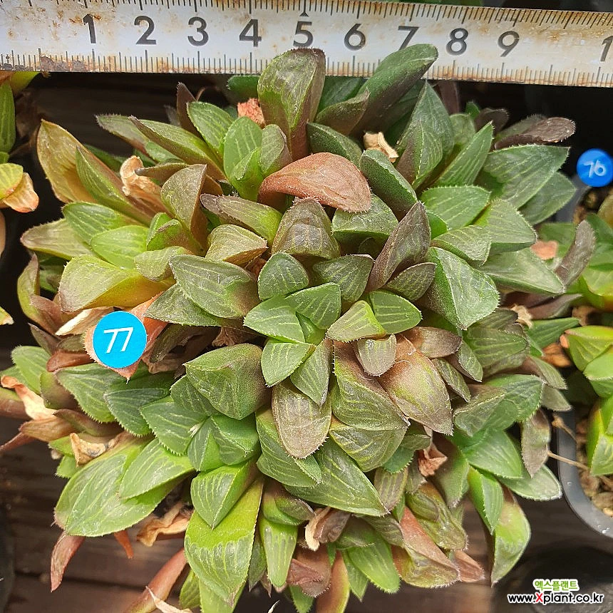 haworthia 77 . Haworthia - xplant