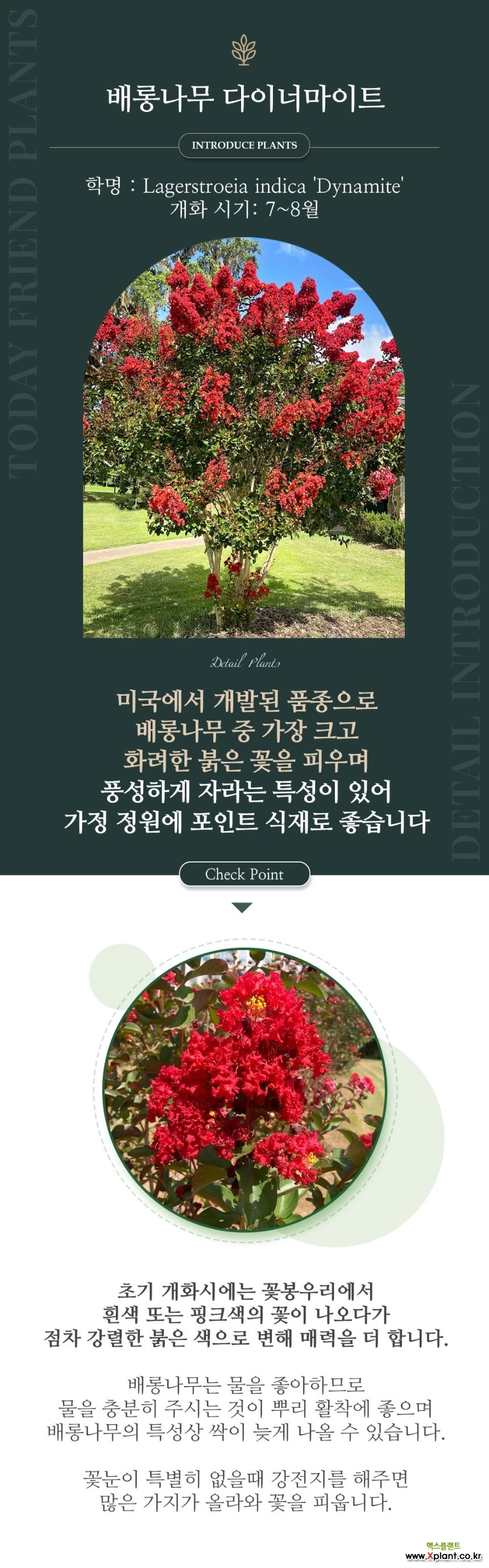 배롱나무 다이너마이트 17cm화분 목백일홍 조경수 : 꽃나무 묘목 - 엑스플랜트