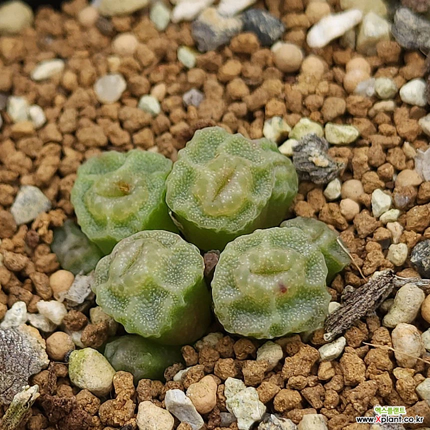 Conophytum angelicae ssp. tetragonum C. Conophytum - Xplant