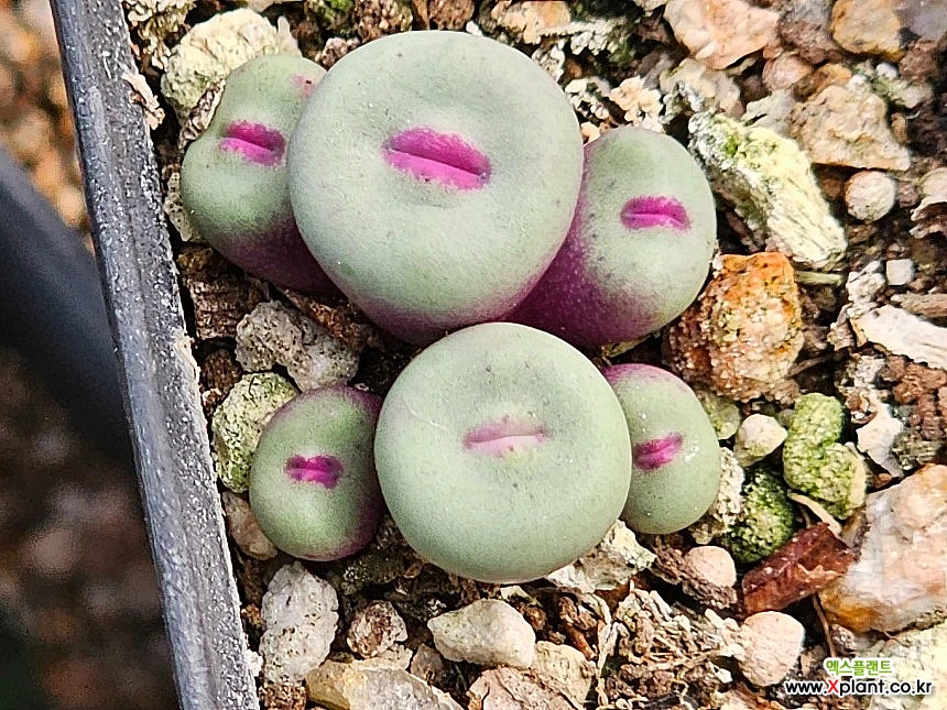 Conophytum pageae 1380b Conophytum - Xplant