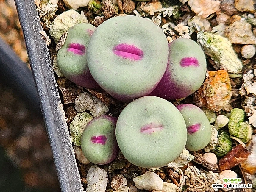 Conophytum pageae 1380b Conophytum - Xplant