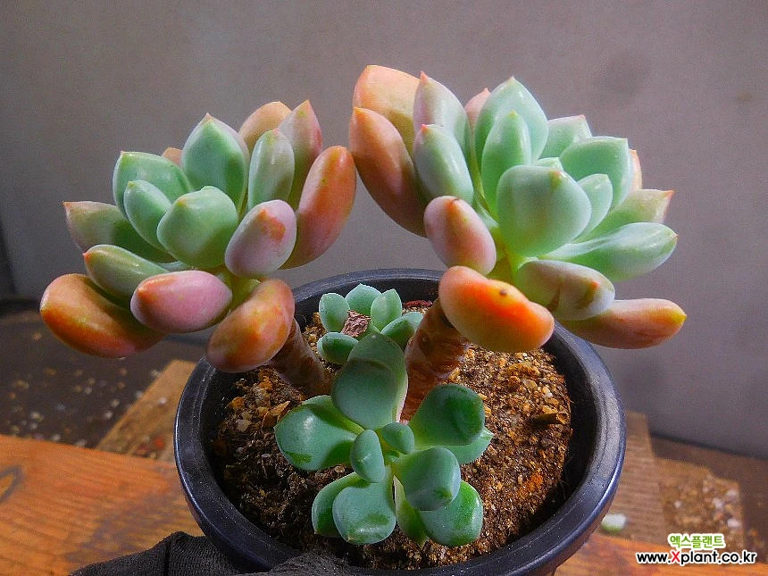 Echeveria Omega퀸老庄8/25-1147 8/25-1147 多肉植物- Xplant