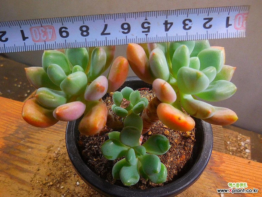 Echeveria Omega퀸老庄8/25-1147 8/25-1147 多肉植物- Xplant