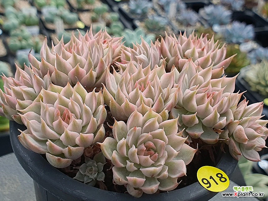 Echeveria halbingeri 308-918 Variegated - xplant