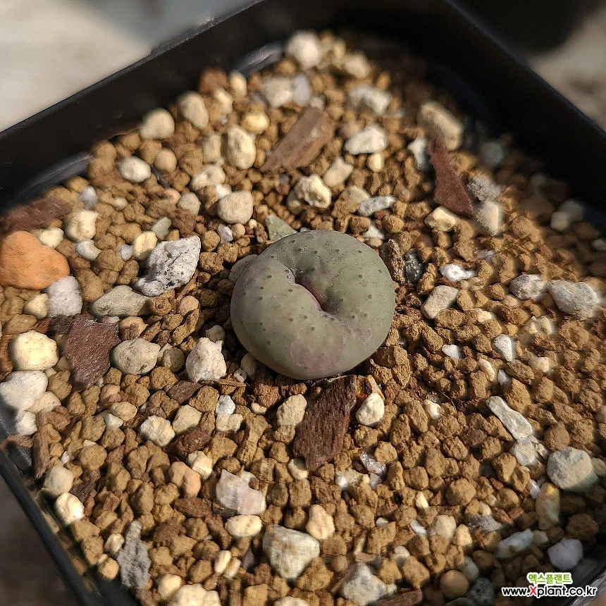Conophytum stevens-jonesianum conophytum Conophytum - Xplant